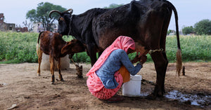 Fresh A2 Desi Cow Milk