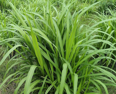 Green Fodder