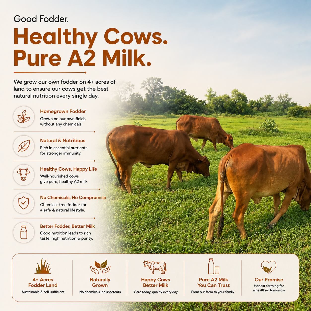 Organic A2 Cow Milk