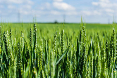 Grains